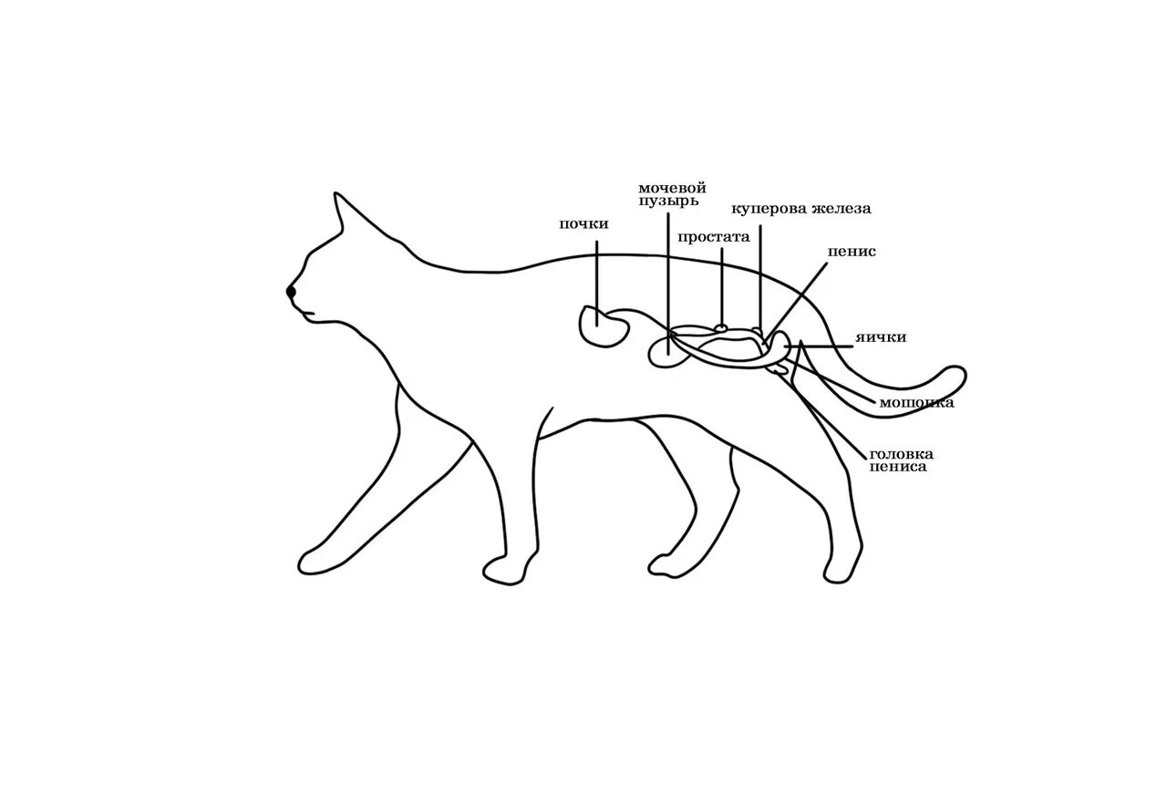 Действия кота если сема вопит. Строение мочевой системы у кота. Анатомия мочевой системы у кота. Анатомия почки кошки.