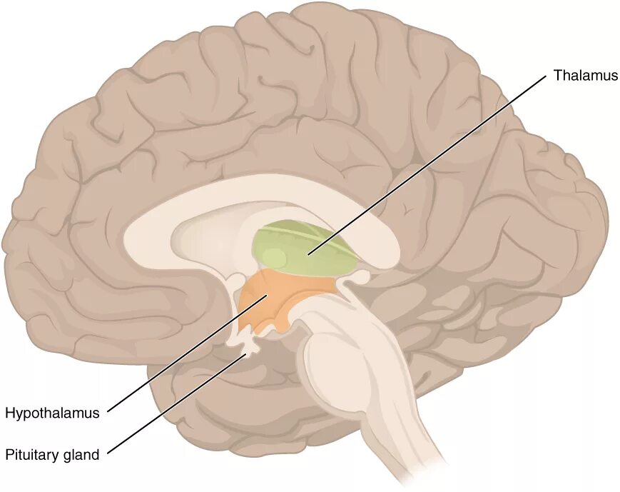 Таламус и гипоталамус какой отдел мозга. Мозг таламус и гипоталамус. Гипофиз и таламус. Таламус гипоталамус эпиталамус метаталамус. Промежуточный мозг таламус.