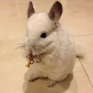 Шиншилла мем