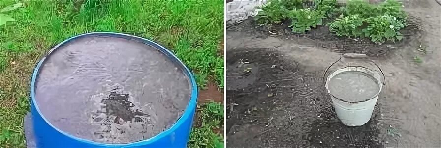 Полив куриным пометом