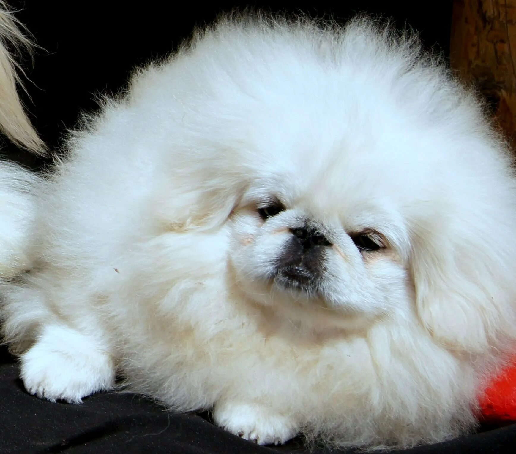 Королевский пекинес альбинос. Королевский карликовый пекинес. Пекинес белый. Императорский пекинес черный. Пекинес королевской породы.