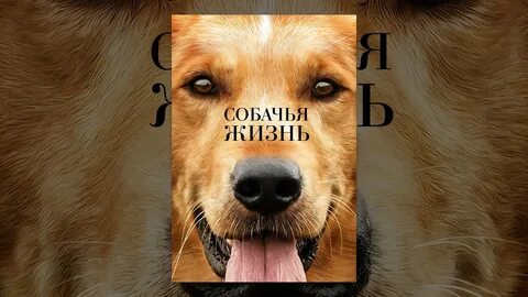 Слушать жизнь собачья