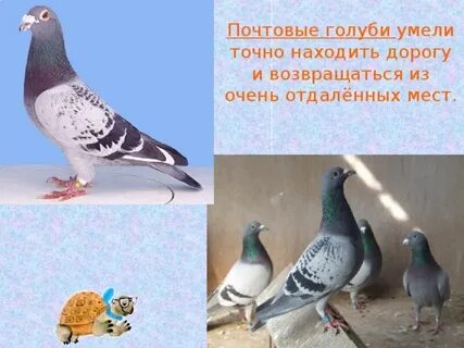 Откуда почтовые голуби знали куда лететь