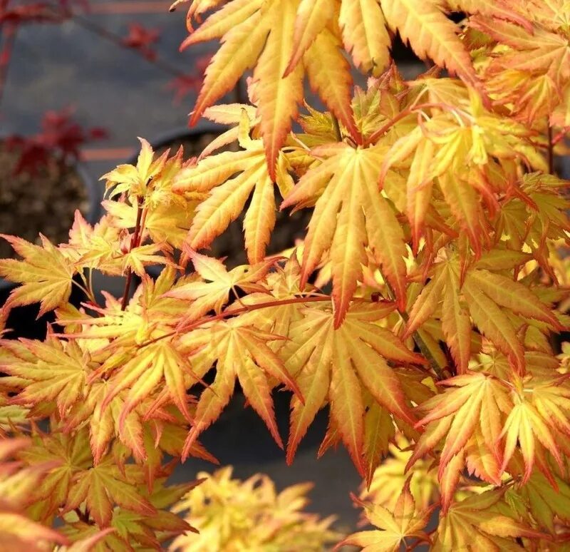 Клен асер. Acer palmatum orange dream. клен веерный оранж дрим. клен дланевидный. клен дланевидный орандж дрим.