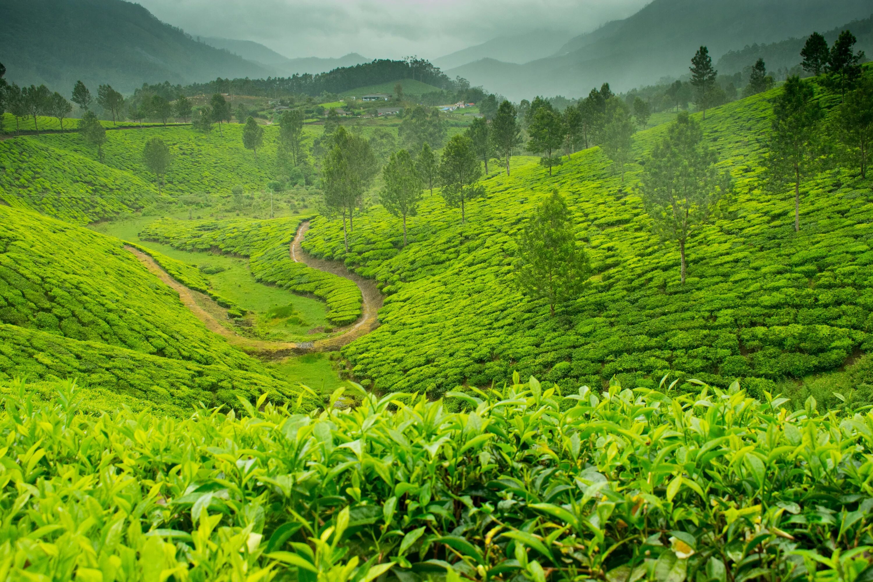 Tea fields