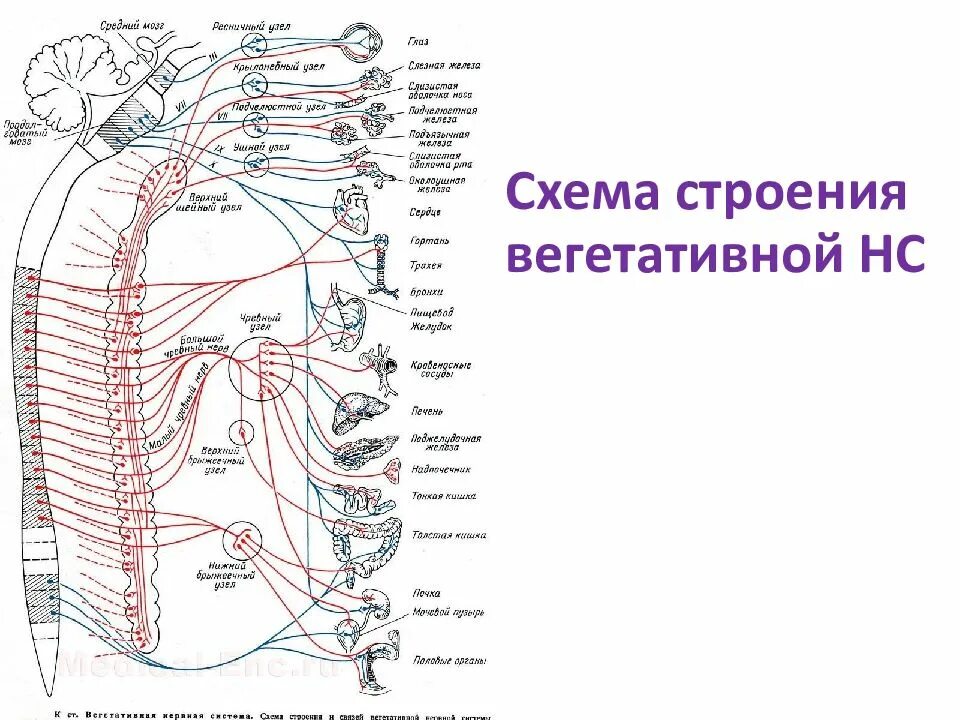 Отделы вегетативной нервной системы глаза. Вегетативная нервная система анатомия схема. вегетативная нервная система схема таблица. характеристика вегетативной нервной системы анатомия. схема строения автономной вегетативной нервной системы рисунок 131.