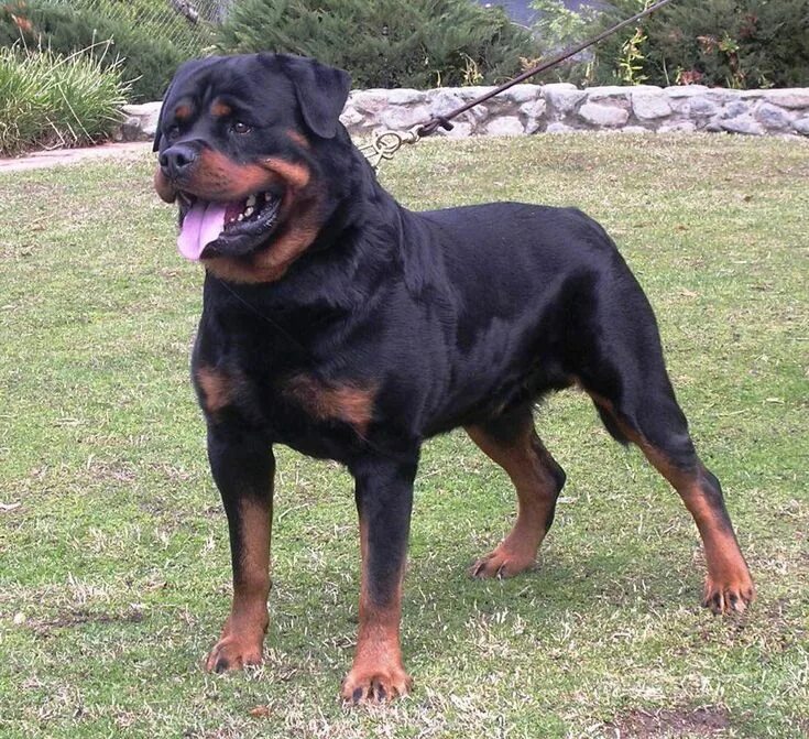 Conosci il Rottweiler - YouTube