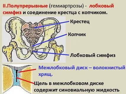 Соединение костей крестца