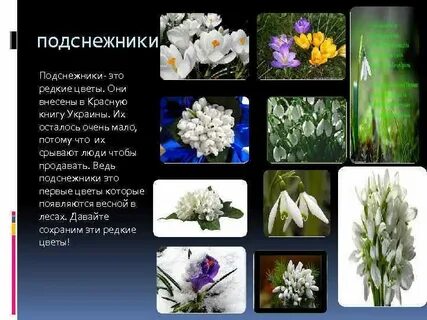 Подснежник занесен в красную книгу