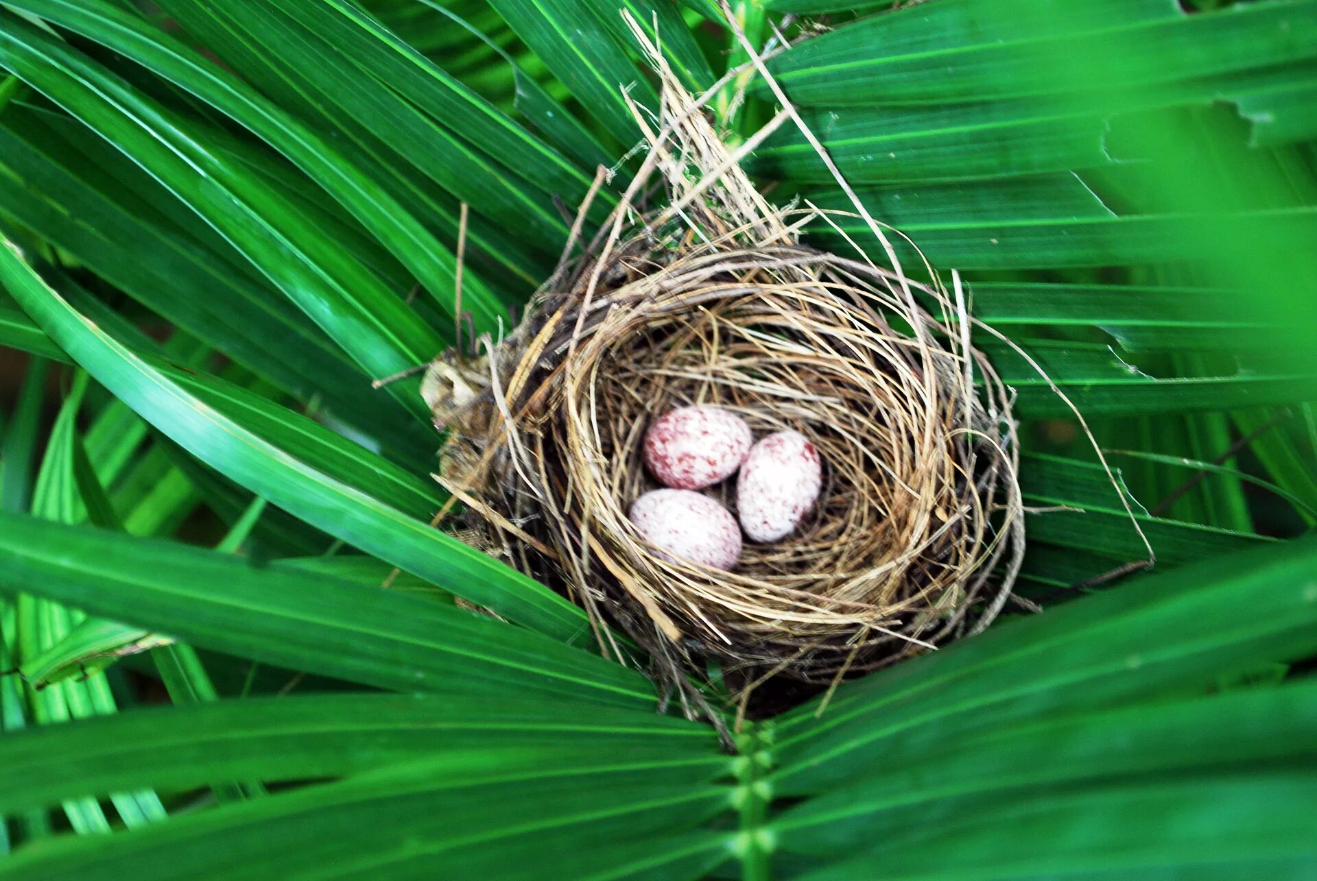 Gold bird s nest. Булбул гнездо птицы. Хайнань Птичье гнездо. Папоротник Птичье гнездо. Птичьи гнезда Греция.