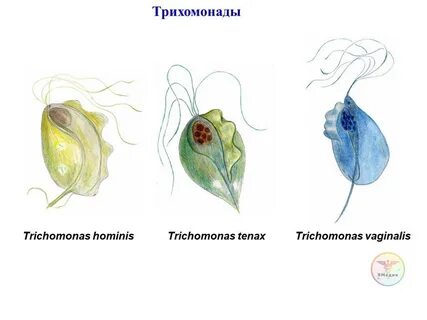 Trichomonas vaginālis