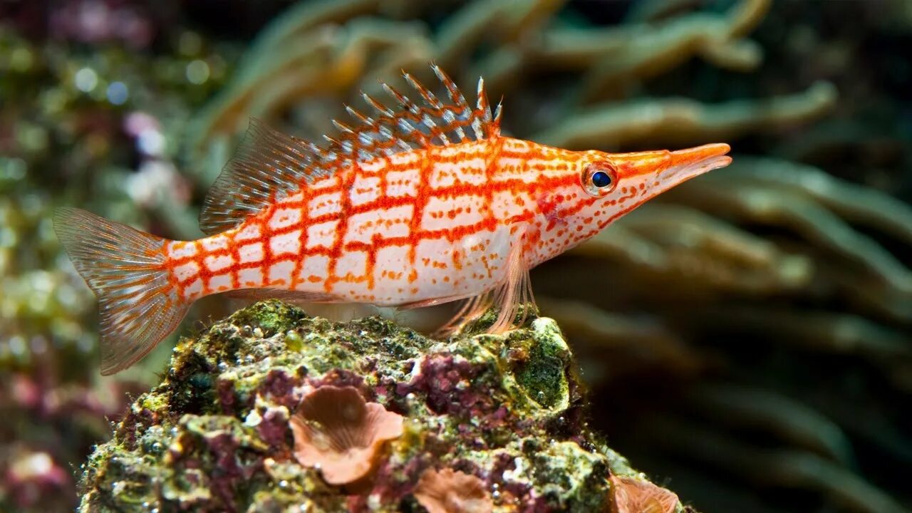 Фото моря морские рыбы 20 Beautiful Animals That Live Under The Sea Belles créatures de la mer, Poisson