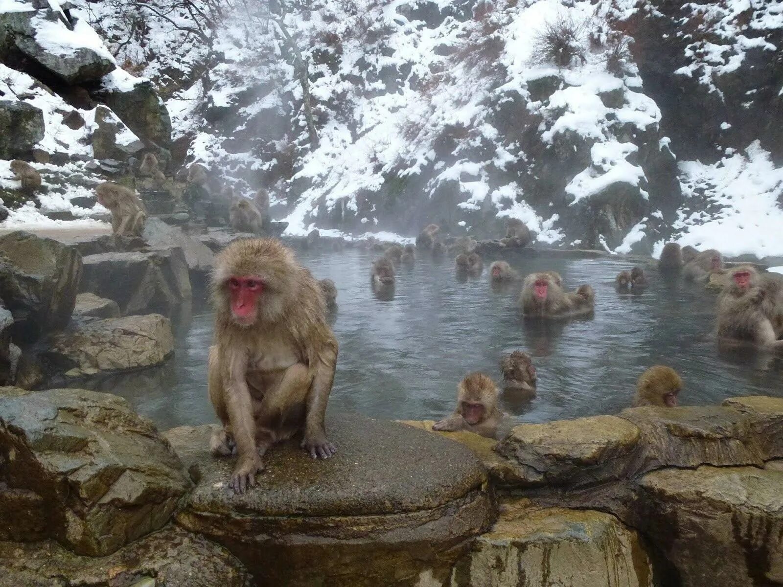 Парк Джигокудани. Парк обезьян Джигокудани парк. Парк снежных обезьян Дзигокудани. Обезьяний парк Дзигокудани, Япония. Обезьяна купается в теплой воде