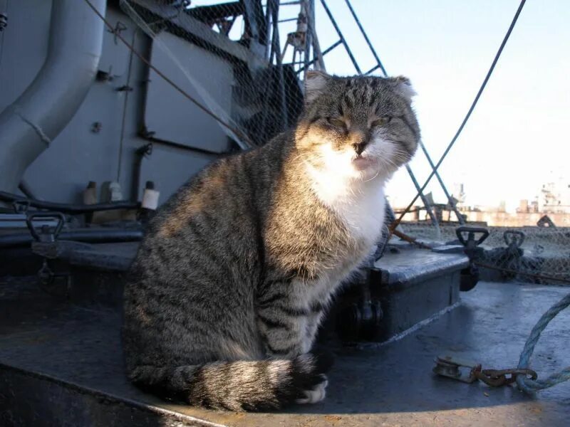 Корабельный кот. ПЖК-394. Корабельные коты. Кот морской флот. Кот Корабельный СПБ.