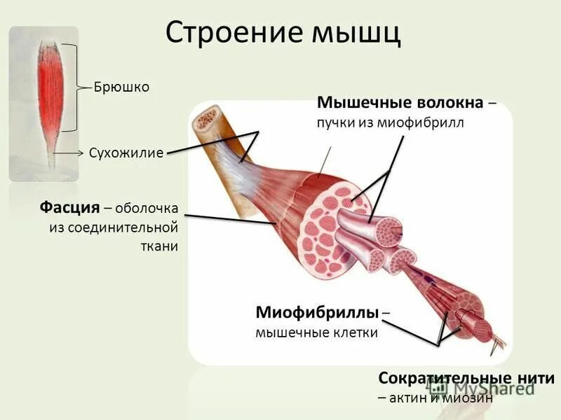 Пучок мышечных волокон скелетной мышцы схема. Строение скелетной мышцы человека 8 класс биология. Строение и функции скелетных мышц схема. Строение мышечной ткани мышцы. Строение мышечного волокна сухожилие.