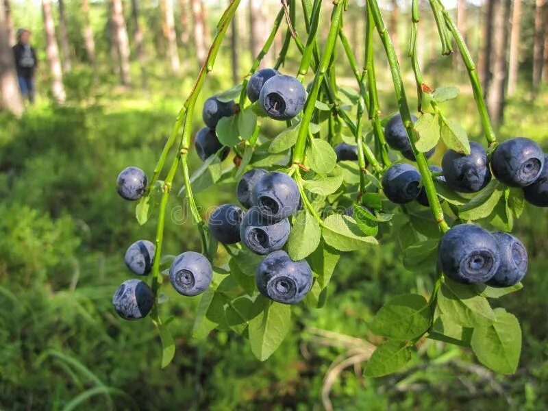 Синяя ягода колючие листья. Голубика лесная кустарник. Vaccinium uliginosum голубика. Голубика лесная. Волчья ягода и голубика.