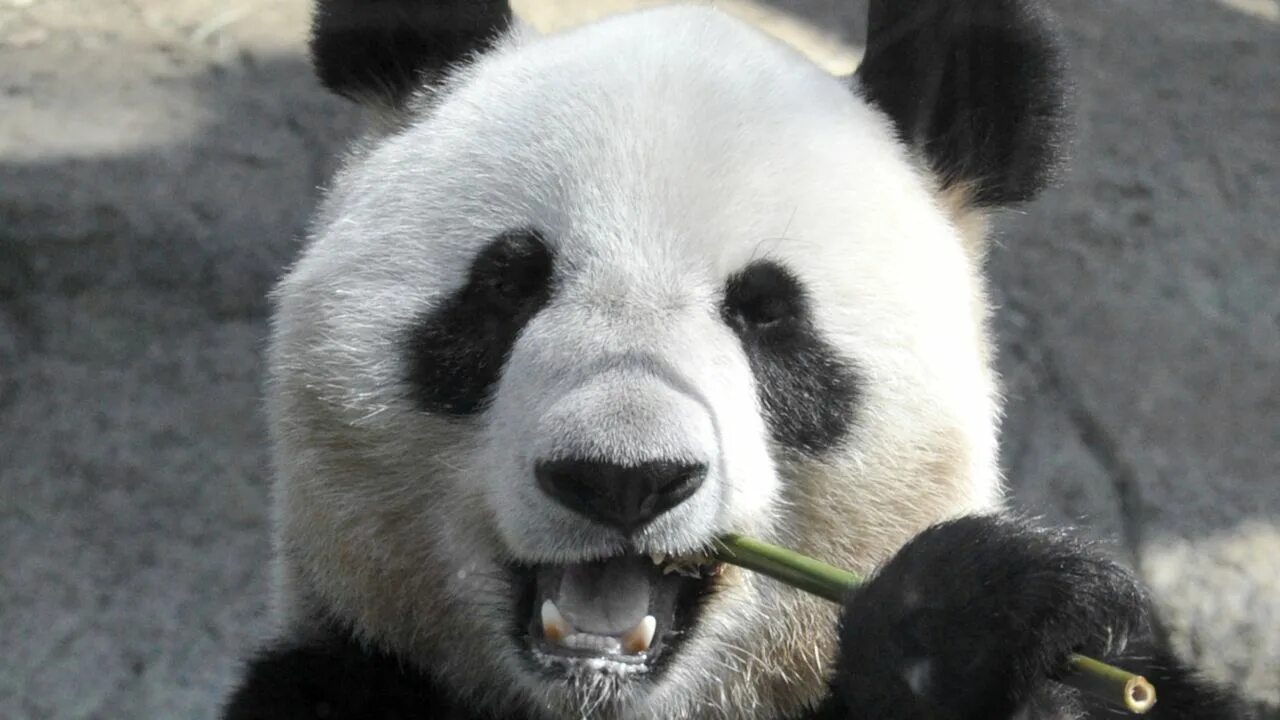 Включи новую панду. Панда фото. Панда WTF. Панда без черных кругов. Панда китайский медведь.