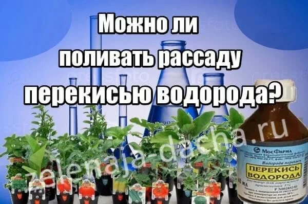 Помидоры можно замачивать в перекиси водорода. Перекись водорода для рассады. Перекись водорода для рассады помидор. Перекись водорода для полива рассады. Перекись для рассады томатов.