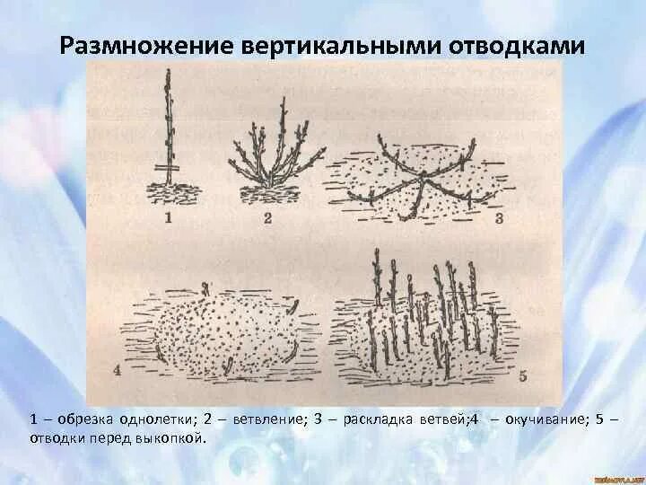 Отводки вегетативное размножение. Размножение древесных растений отводками. Размножение отводками схема. Схема размножения вертикальными отводками. Вегетативное размножение последовательность действий