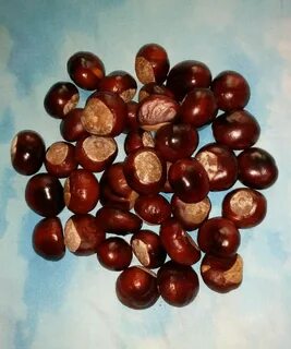 Семена плодовых
