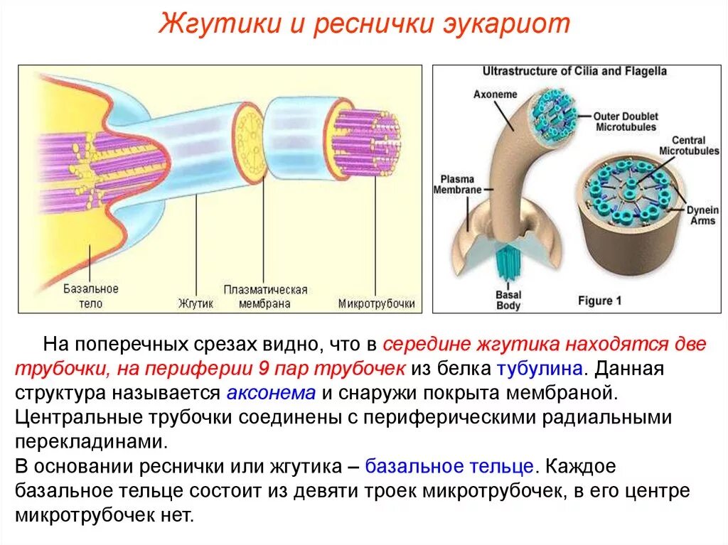 Строения и функции ресничек и жгутиков. Строение жгутиков и ресничек эукариот. реснички и жгутики строение и функции. структура жгутиков эукариот. реснички и жгутики эукариот строение.