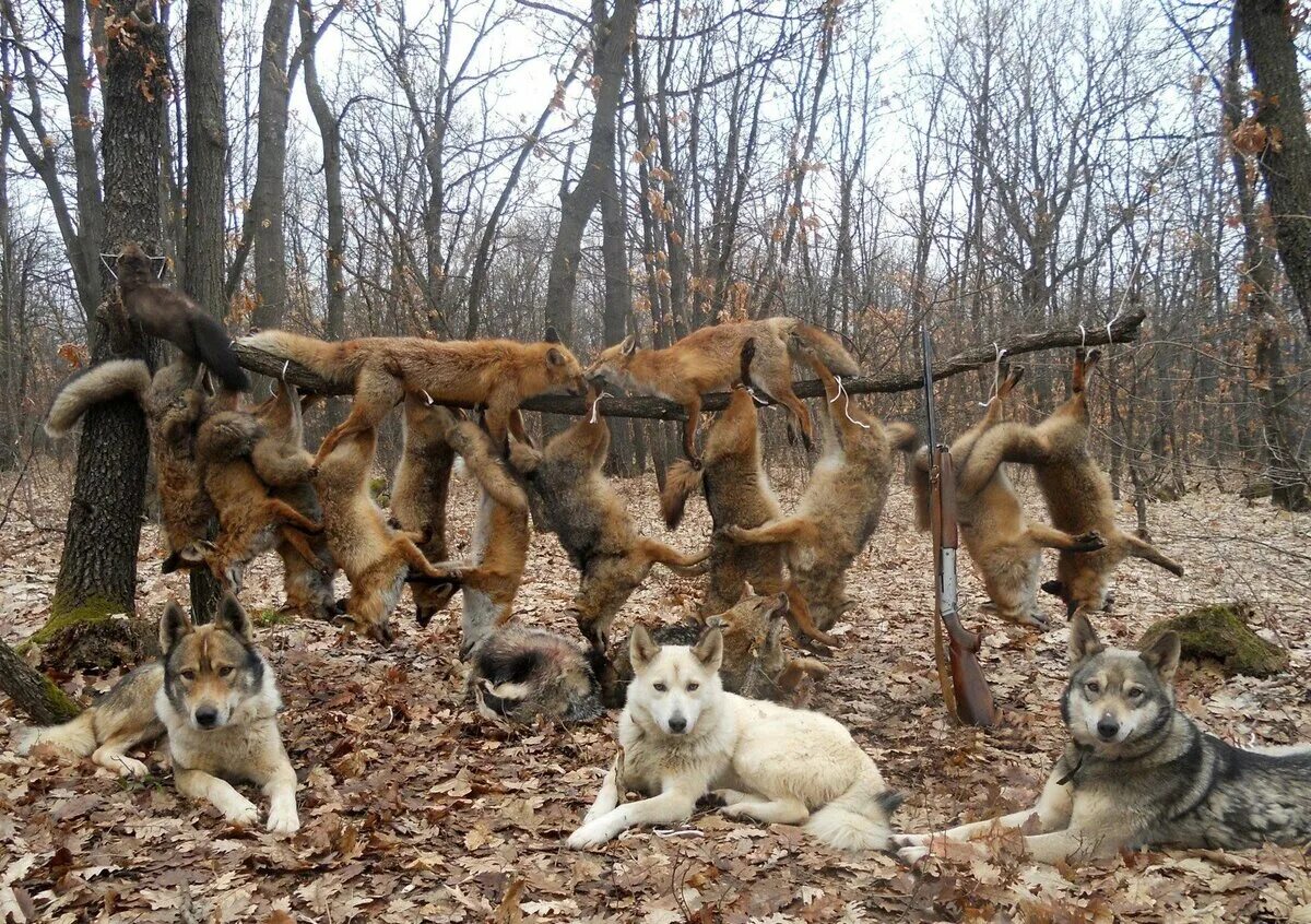 Травля животных. Травля животных