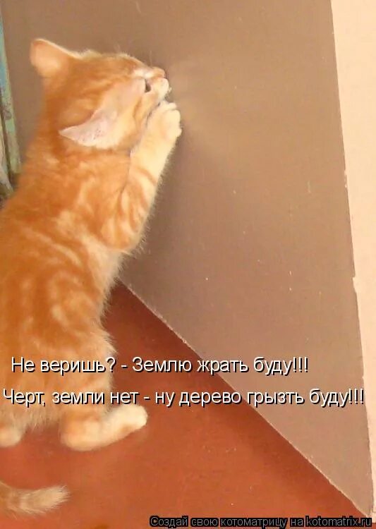 Буду землю грызть. Кот кактус. Буду землю грызть. Землю буду грызть. Буду землю грызть.