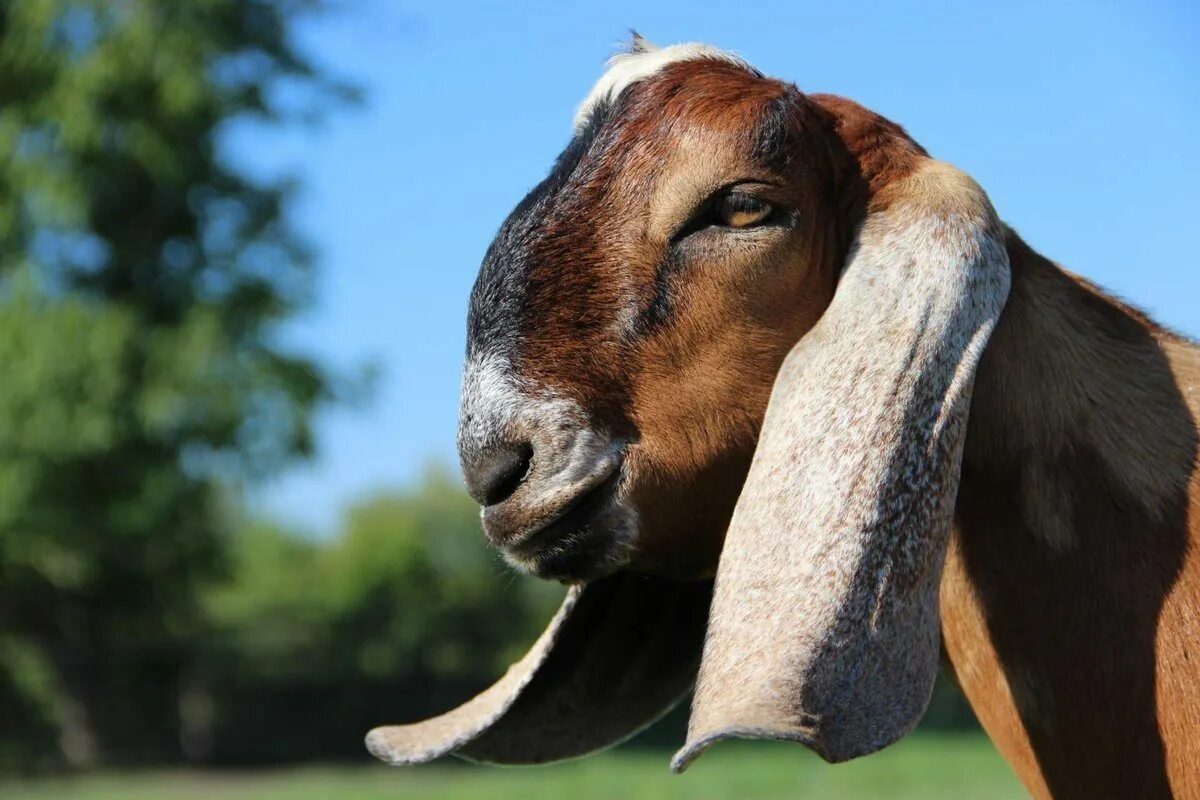 Нубийские козы отзывы. Альпо-нубийские козы. Англо-нубийская коза. Нубийские козы Шами. Нубийская порода.