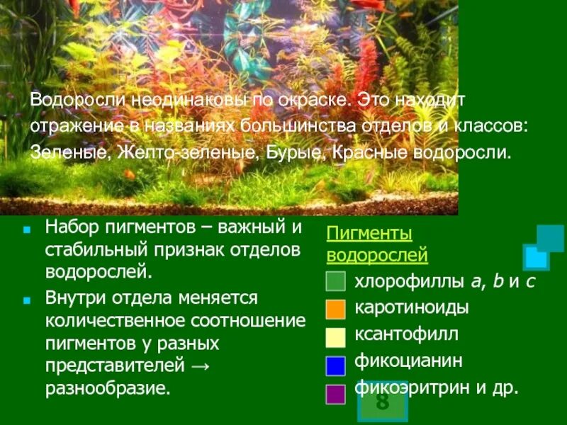 Пигменты водорослей таблица. Пигменты водорослей. фотосинтетические пигменты водорослей. пигменты отделов водорослей. пигменты зеленых водорослей.