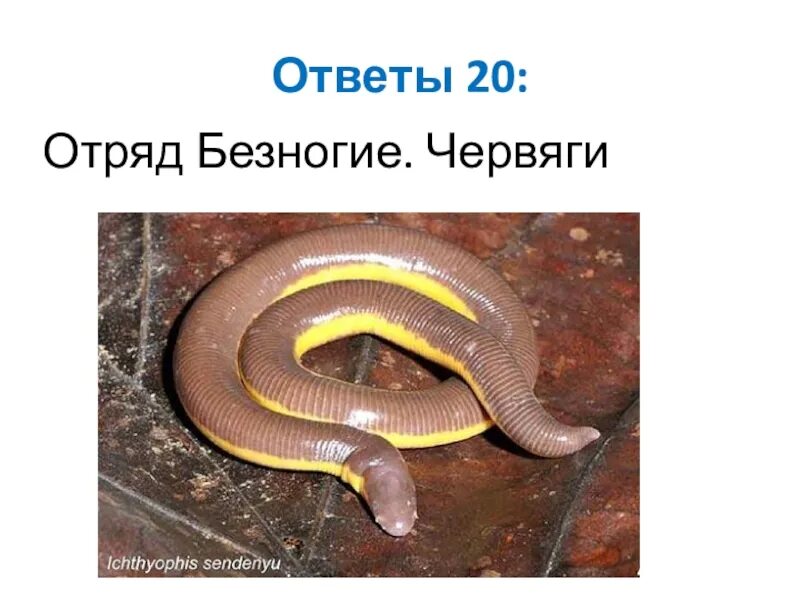 Безногие земноводные одним словом. Безногие. безногие земноводные названия. безногие млекопитающие. безногие таблица.