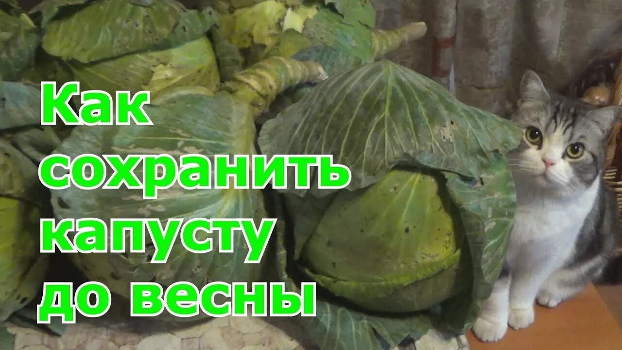 Как сохранить свежую капусту зимой. Как сохранить свежую капусту зимой