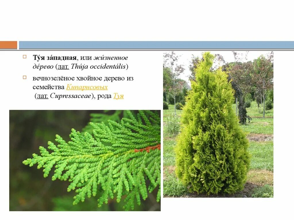 Туя Западная Кипарисовые. Семейство Кипарисовые туя Западная. Жизненное дерево туя Западная. Голосеменные туя.