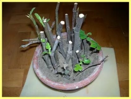 Черенки инжира