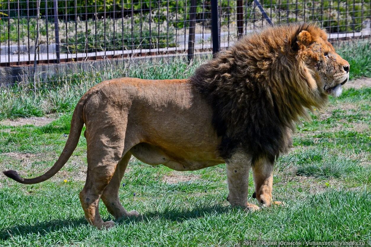 Самый большой лев. Самый красивый лев. Самый большой лев. Огромный лев. Огромный лев.
