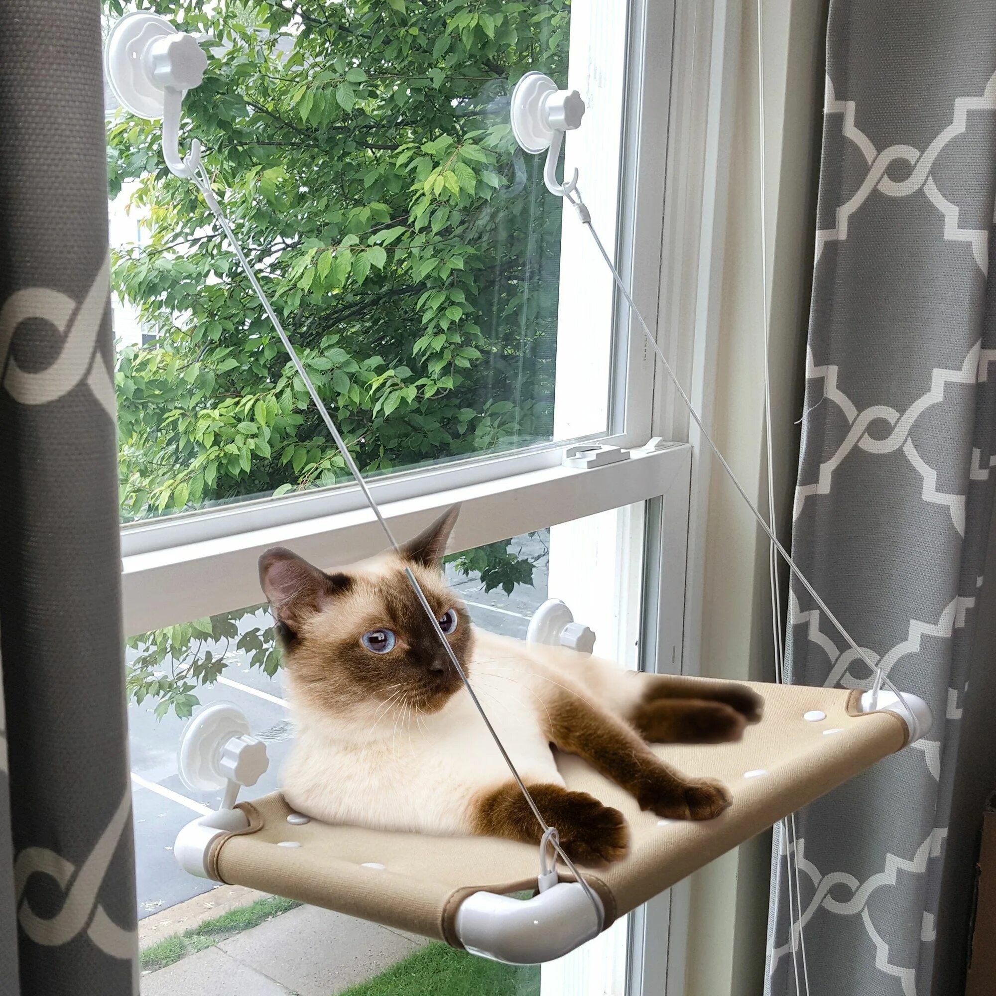 Гамак на присосках для кошек. Оконный гамак для кошек. Лежак для кошки на окно. Гамак для кота на окно. Гамачок для кошки на окно.