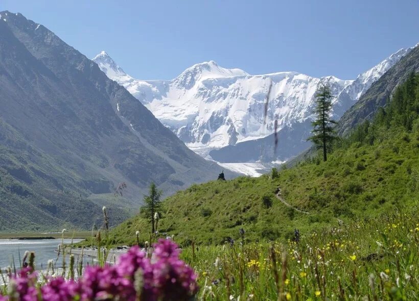Природа Алтая гора Белуха. Алтай цветы гора Белуха. Гора Белуха Сибирь. Южная Сибирь Белуха.