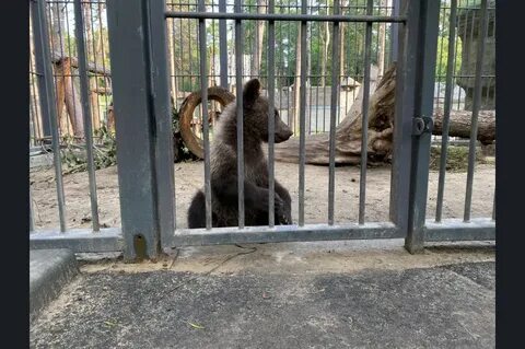 Медвежонок отправился