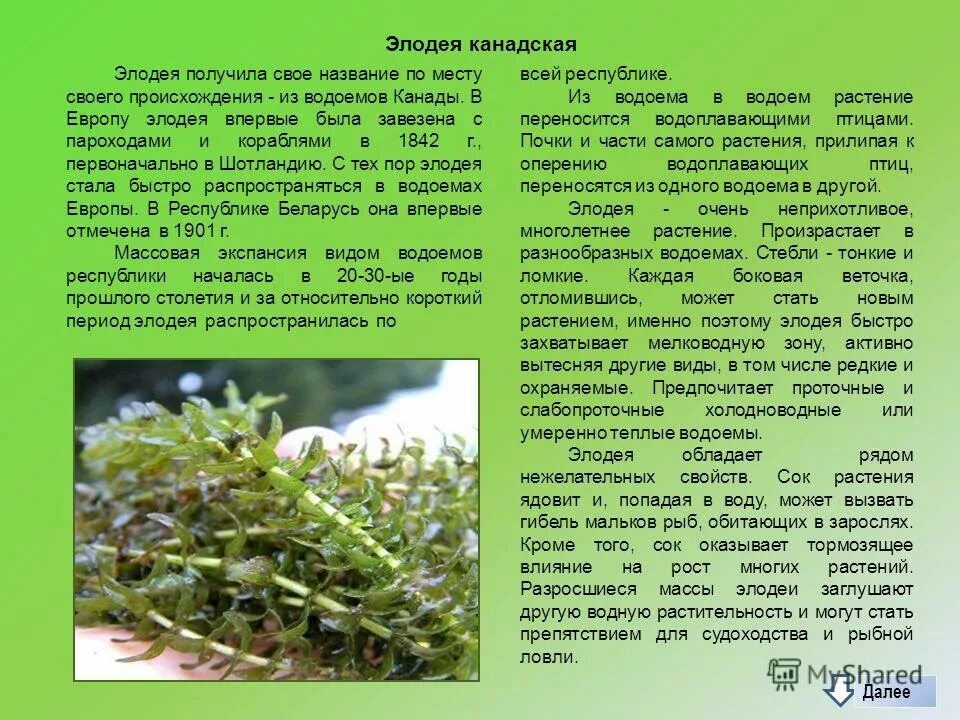 Внешнее строение элодеи. Элодея канадская среда обитания. Сообщение про элодею. Элодея строение. Элодея краткое описание.