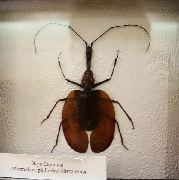 жук скрипач. насекомое со скрипкой. жук дровосек макрофото. скрипачи насекомые. скрипачи насекомые.