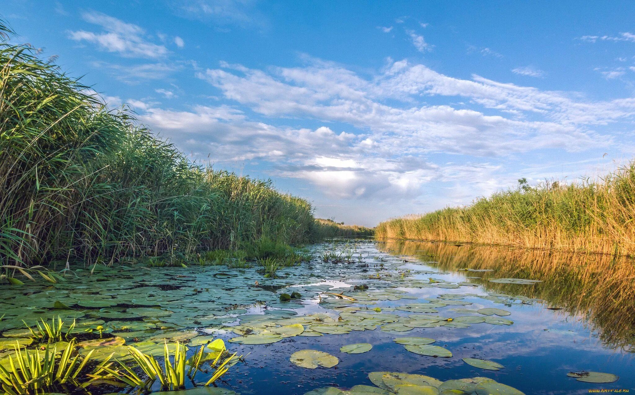 Сивинь (река). Заросшее озеро. Река оскол. Заросший берег реки. Речка в зарослях.