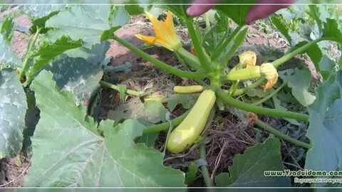 Можно ли сажать огурцы рядом с патиссонами