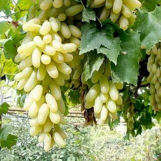 Виноград пальчики
