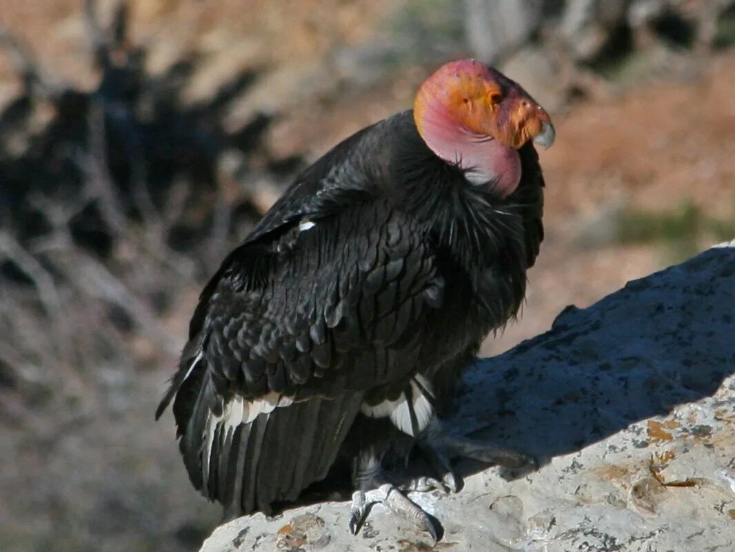 Калифорнийский Кондор птица. Gymnogyps californianus. Калифорнийский гриф. Калифорнийский Кондор птицы Северной Америки. Редкие животные северной америки