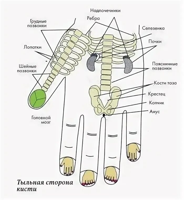 Тыльная сторона кисти. Кисть руки тыльная сторона. Точки тыльной стороны кисти. Строение стопы человека послойно. Строение кисти мягких тканей.