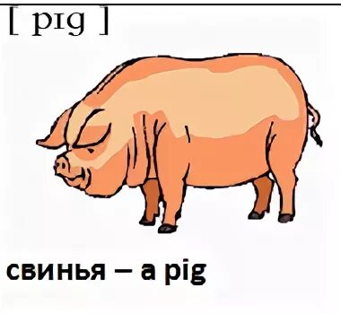 Свинья перевод