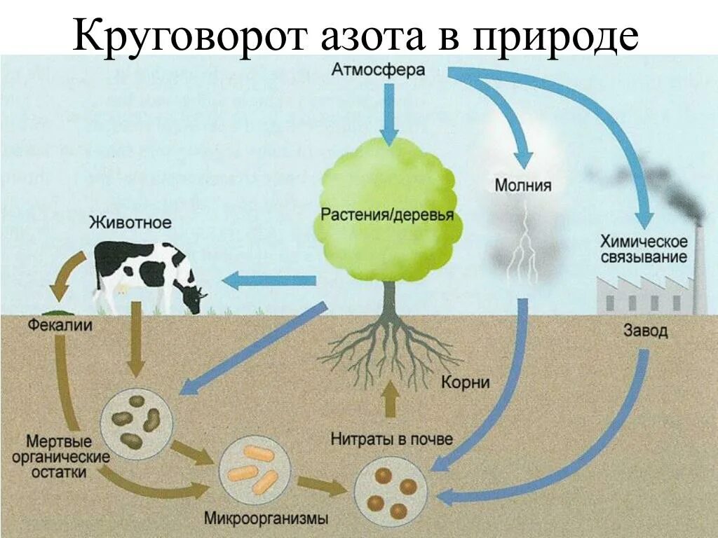 В биосфере биомасса животных во много раз