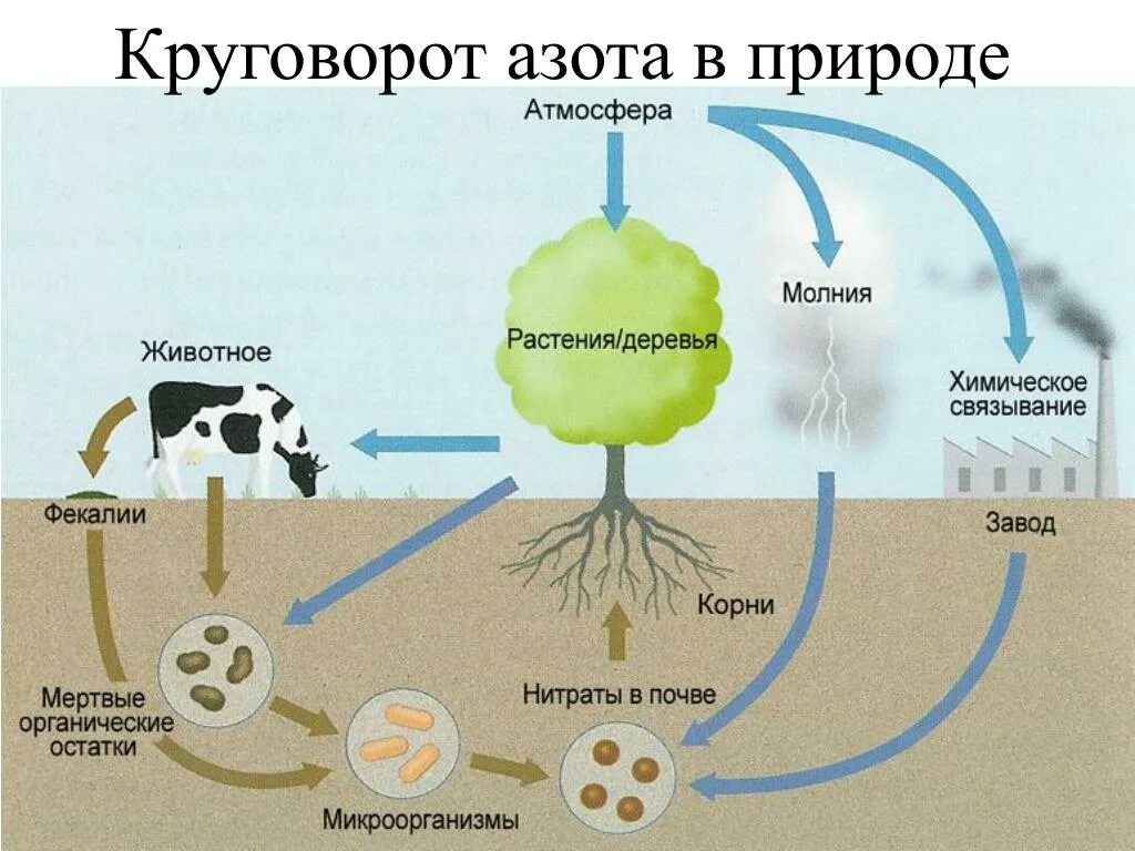 Сера в живом организме. Крговорот ахота в природе. Круговорот азота в природе схема. Ч, Хема круговорот азота в природе. Схема круговора ахота в природе.