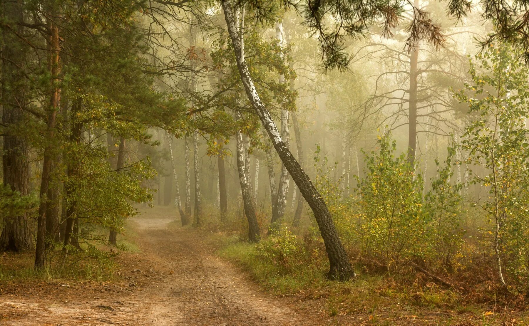 летний лес. утренняя природа. пейзажи федора лашкова. утренний туман в лесу. утренний туман.