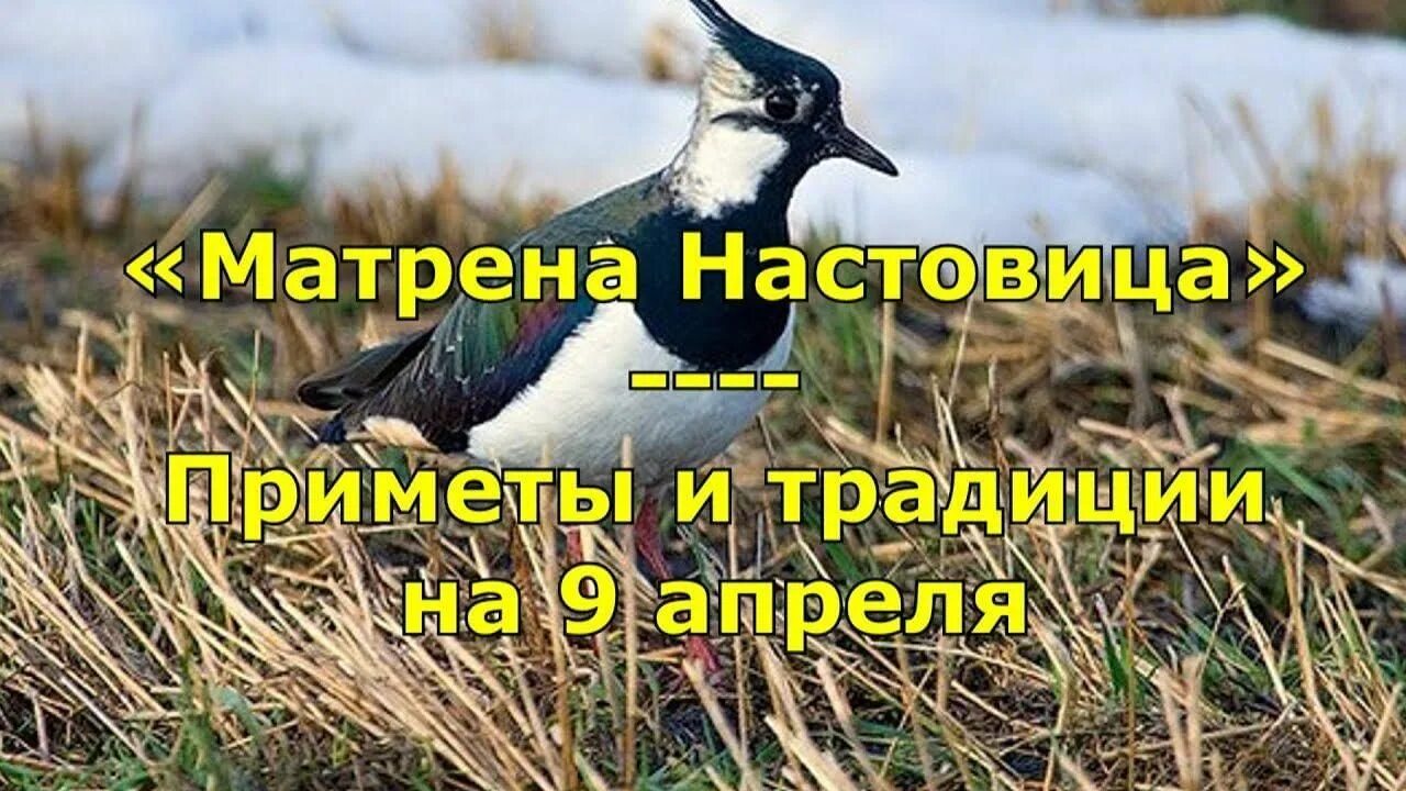 Девять апреля. Народный праздник Матрена Настовица. Матрена Настовица (Полурепица). Матрена Настовица 9 апреля. Матрона наставница Полурепица 9 апреля.