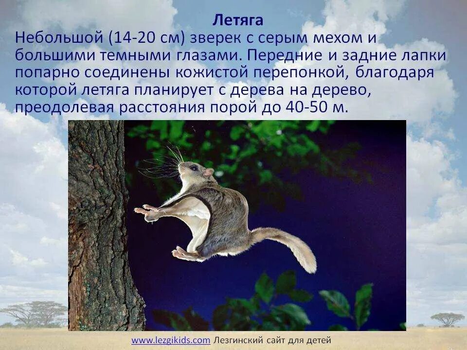 Белка летяга доклад 4 класс окружающий. Белка летяга обыкновенная краткое. белка летяга информация для детей. сообщение про белку летягу. сообщение о летяге.